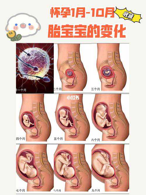 广州哪里有好的助孕机构,2022石家庄人工授精生男孩医院排名