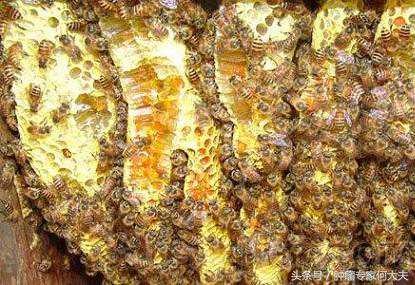 蜂胶，蜜蜂的杰作，是一种很好的抗癌物质